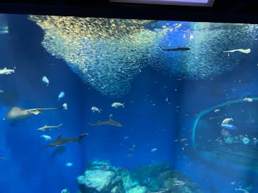 アクアワールド茨城県大洗水族館に投稿された画像（2022/2/12）