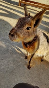しろとり動物園に投稿された画像（2022/2/12）