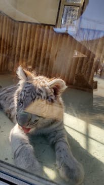 しろとり動物園に投稿された画像（2022/2/12）