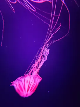 すみだ水族館に投稿された画像（2022/2/12）