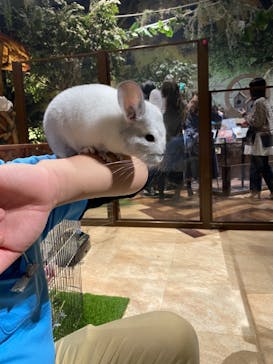 Moff animal world MARK IS みなとみらい店に投稿された画像（2022/2/12）