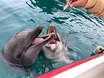 うみたま体験パーク 「つくみイルカ島」に投稿された画像（2022/2/13）