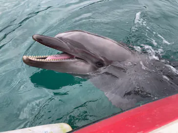 うみたま体験パーク 「つくみイルカ島」に投稿された画像（2022/2/13）