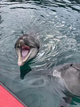うみたま体験パーク 「つくみイルカ島」に投稿された画像（2022/2/13）