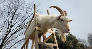 群馬サファリパークに投稿された画像（2022/2/13）