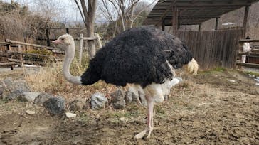 群馬サファリパークに投稿された画像（2022/2/13）