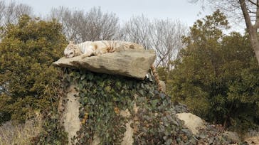 群馬サファリパークに投稿された画像（2022/2/13）