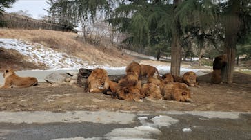 群馬サファリパークに投稿された画像（2022/2/13）