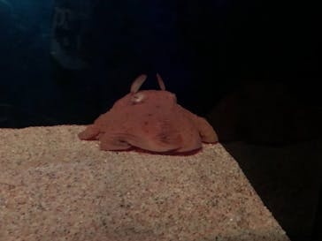 サンシャイン水族館に投稿された画像（2022/2/13）
