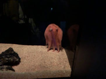 サンシャイン水族館に投稿された画像（2022/2/13）