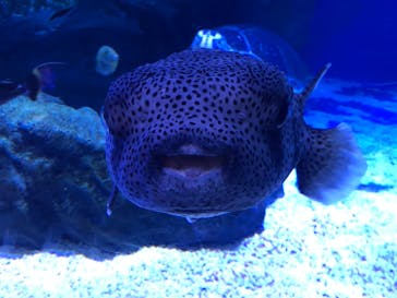 マクセル アクアパーク品川に投稿された画像（2022/2/13）