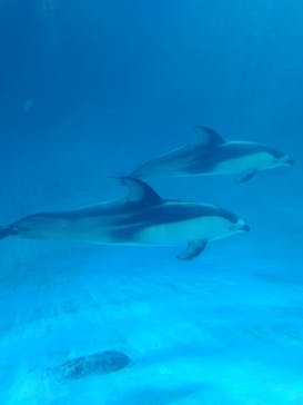 名古屋港水族館に投稿された画像（2022/2/13）