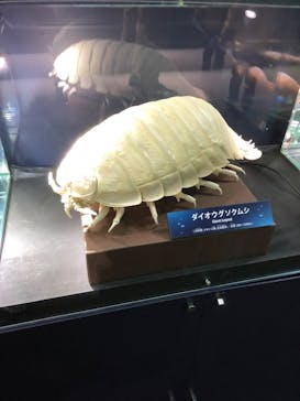 サンシャイン水族館に投稿された画像（2022/2/13）