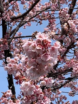 伊豆ぐらんぱる公園に投稿された画像（2022/2/13）