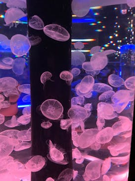 マクセル アクアパーク品川に投稿された画像（2022/2/13）