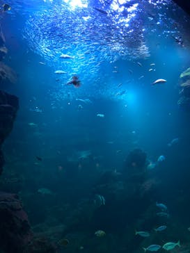 京都水族館に投稿された画像（2022/2/13）