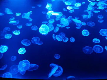 すみだ水族館に投稿された画像（2022/2/13）