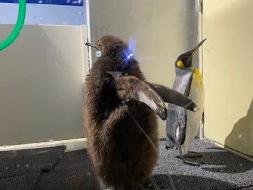 マクセル アクアパーク品川に投稿された画像（2022/2/13）