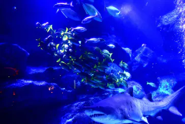 すみだ水族館に投稿された画像（2022/2/13）