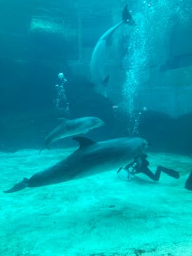名古屋港水族館に投稿された画像（2022/2/13）