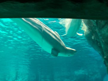 名古屋港水族館に投稿された画像（2022/2/13）