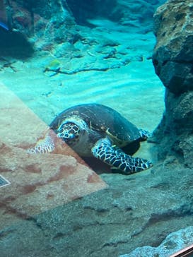 名古屋港水族館に投稿された画像（2022/2/13）