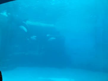 名古屋港水族館に投稿された画像（2022/2/13）