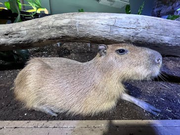 カワスイ 川崎⽔族館に投稿された画像（2022/2/13）