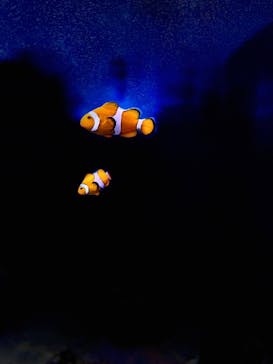 新江ノ島水族館に投稿された画像（2022/2/13）