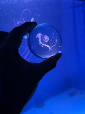 新江ノ島水族館に投稿された画像（2022/2/13）