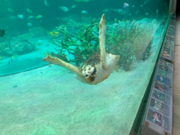 鴨川シーワールドに投稿された画像（2022/2/13）