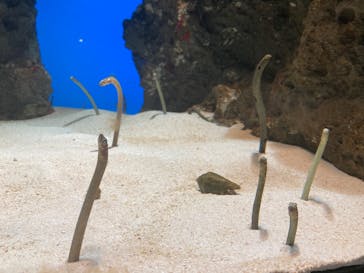 鴨川シーワールドに投稿された画像（2022/2/13）