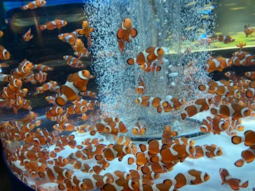 鴨川シーワールドに投稿された画像（2022/2/13）