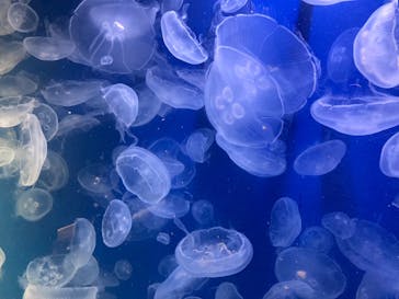 鴨川シーワールドに投稿された画像（2022/2/13）