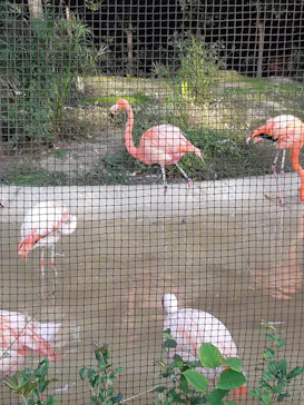 天王寺動物園に投稿された画像（2022/2/13）