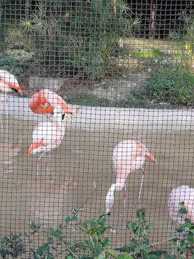天王寺動物園に投稿された画像（2022/2/13）