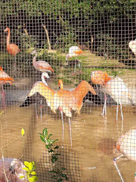 天王寺動物園に投稿された画像（2022/2/13）