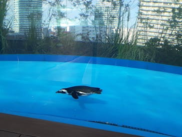 サンシャイン水族館に投稿された画像（2022/2/13）