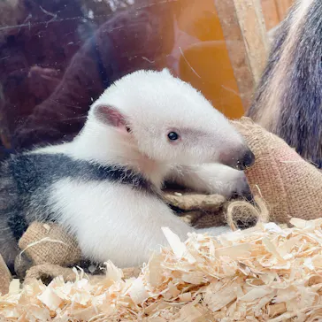 神戸どうぶつ王国に投稿された画像（2022/2/13）