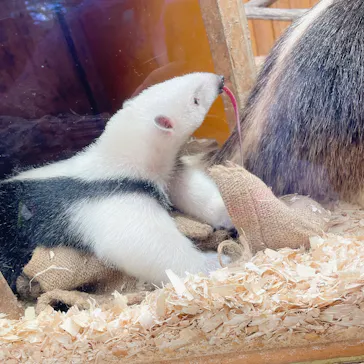 神戸どうぶつ王国に投稿された画像（2022/2/13）