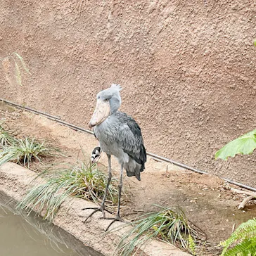 神戸どうぶつ王国に投稿された画像（2022/2/13）