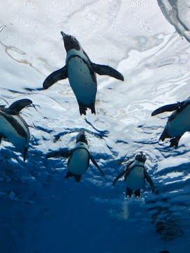 サンシャイン水族館に投稿された画像（2022/2/13）