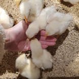 Moff animal world MARK IS みなとみらい店に投稿された画像（2022/2/14）