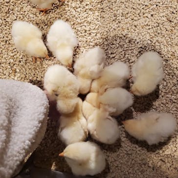 Moff animal world MARK IS みなとみらい店に投稿された画像（2022/2/14）