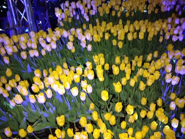 江の島シーキャンドルに投稿された画像（2022/2/14）