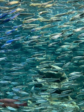 サンシャイン水族館に投稿された画像（2022/2/14）