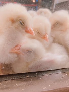 Moff animal world MARK IS みなとみらい店に投稿された画像（2022/2/14）