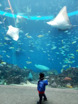 鴨川シーワールドに投稿された画像（2022/2/14）