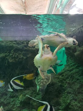 鴨川シーワールドに投稿された画像（2022/2/14）