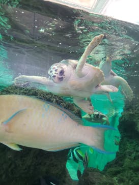 鴨川シーワールドに投稿された画像（2022/2/14）